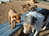 Try / Zap puppies