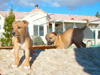 Try / Zap puppies