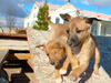 Try / Zap puppies