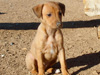 Try / Zap puppies