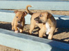 Try / Zap puppies