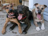 Targa, Enzo, Rousch