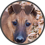 Drover