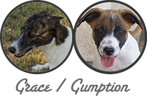 Grace Gumption litter