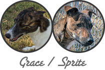 Grace / Sprite litter
