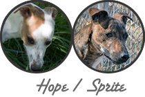Hope / Sprite litter
