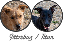 Jitterbug / Titan litter
