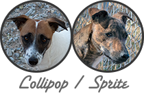 Lollipop / Sprite litter