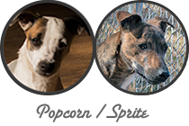 Popcorn / Sprite litter
