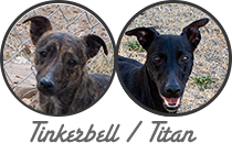 Tinkerbell / Titan litter