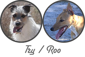 Try Roo