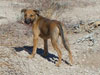 black Chill / Zap pup