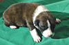 Kokomo pups