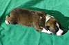 Kokomo pups