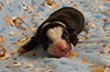 Kokomo pups