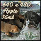 Devi Roo pups 480