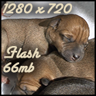 Devi Roo pups 1280