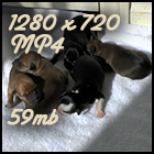 Devi Roo pups 1280