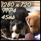 Devi Roo pups 1280