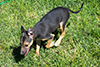Tally at twelve weeks old