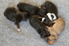 Devi - Roo second litter