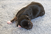 Chai - 1 day old