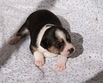 Cola - 17 days old