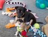 Devi-Roo pups - 33 days old