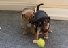 Devi-Roo pups - 33 days old