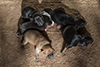 Devi - Roo second litter
