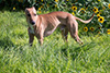 Roo