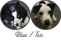 Blue Tex