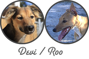 Devi Roo