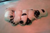 Ginger-Tac pups