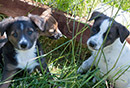 Cutie / gWhiz Puppies