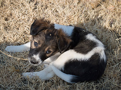 Ginger-Tac pups