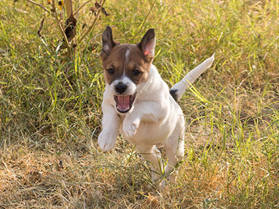 Ginger-Tac pups