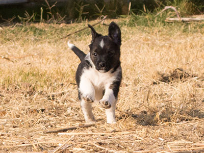 Ginger-Tac pups