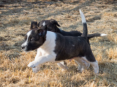 Ginger-Tac pups