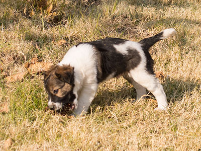 Ginger-Tac pups