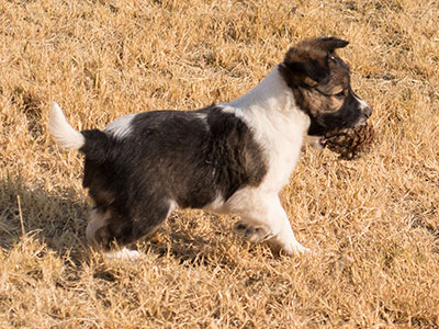 Ginger-Tac pups