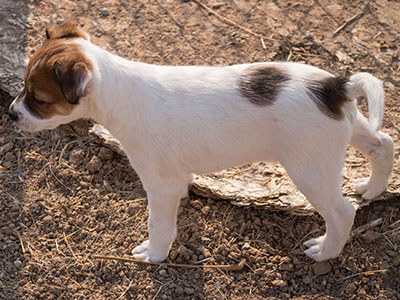 Ginger-Tac pups