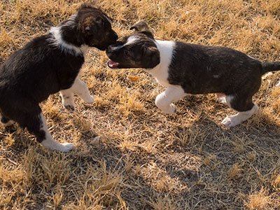 Ginger-Tac pups