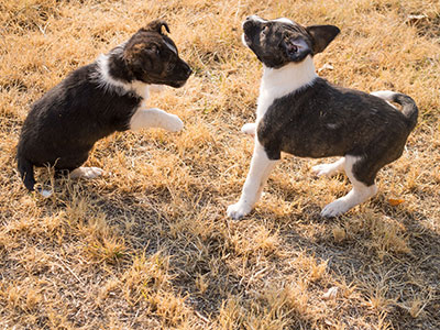 Ginger-Tac pups