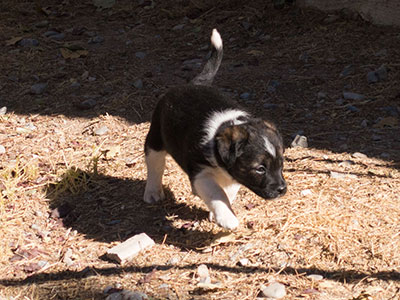 Ginger-Tac pups