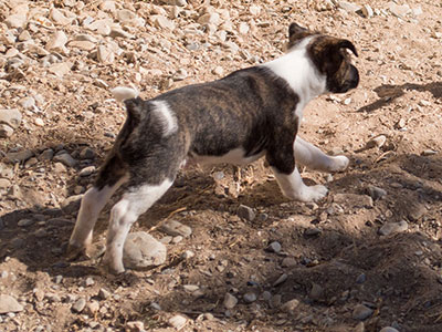 Ginger-Tac pups