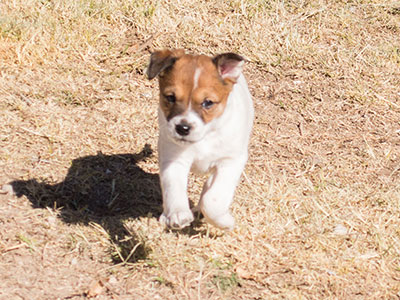 Ginger-Tac pups