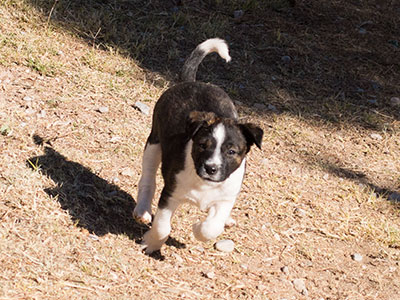 Ginger-Tac pups