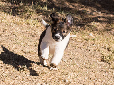 Ginger-Tac pups