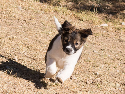 Ginger-Tac pups